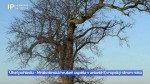 14/2024 Úhel pohledu – Mrákotínská hrušeň uspěla v anketě Evropský strom roku